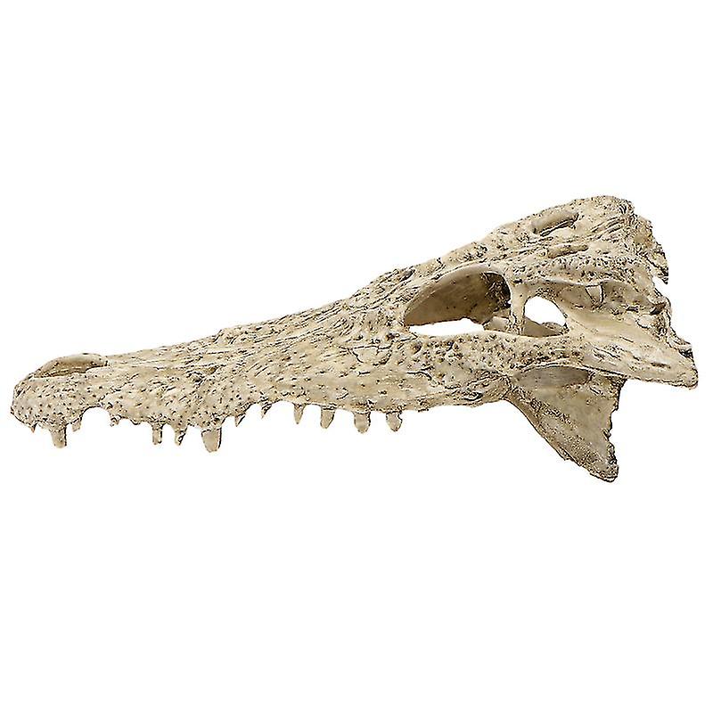 1pcs Simulation Crocodile Skull