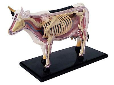 4Dマスター動物パズル牛のおもちゃ獣医解剖模型取り外し可能なDIY子供ギフト教育ツール学校使用26100
