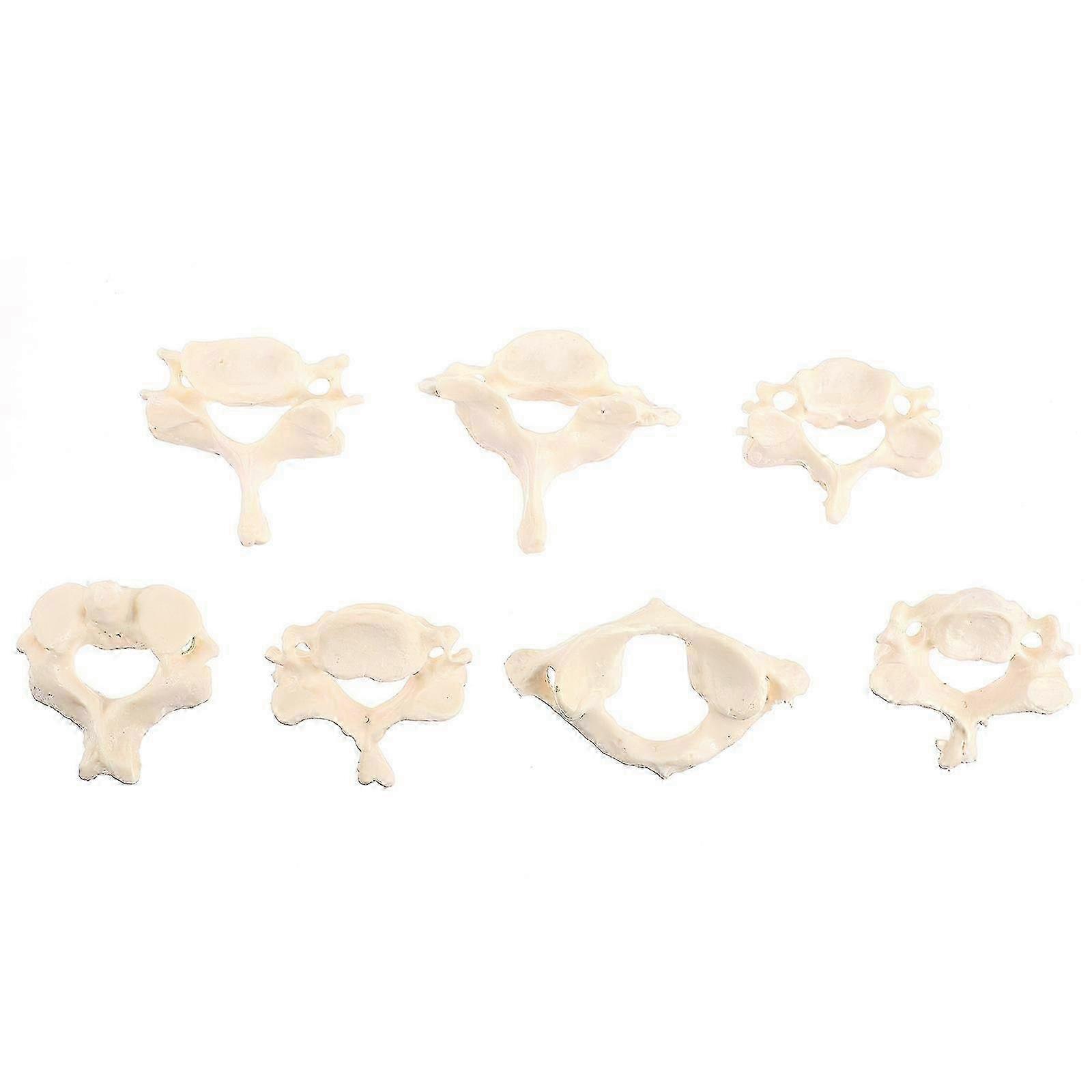 1 Set Life-Size Cervical Spine Model Medical Human Vertebrae Model for Student Study Edition 0626