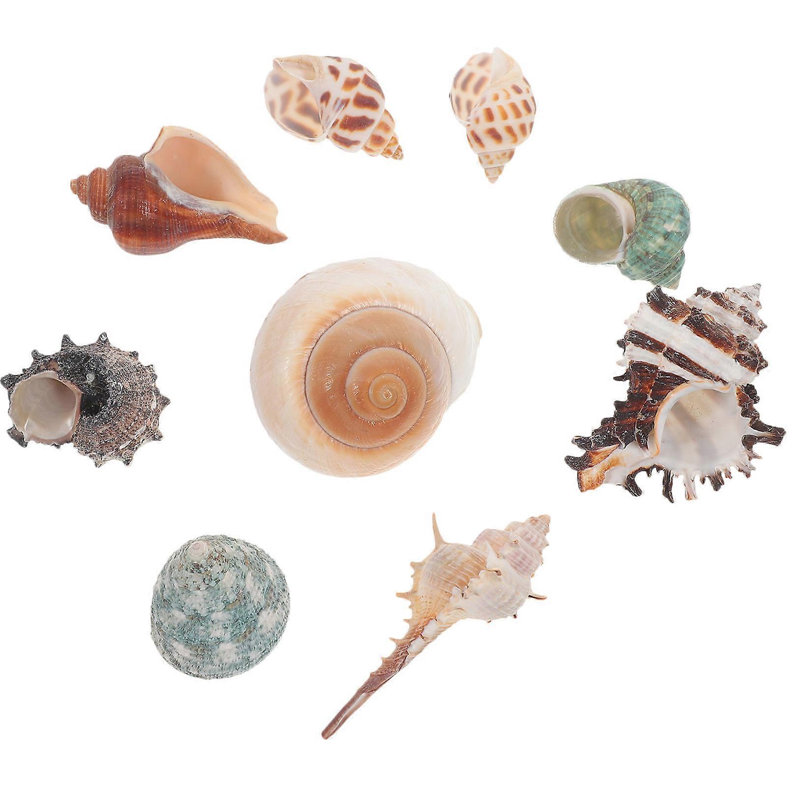 Aquarium Conch Decor, Realistic Shell Ornaments for Fish Tank Landscaping