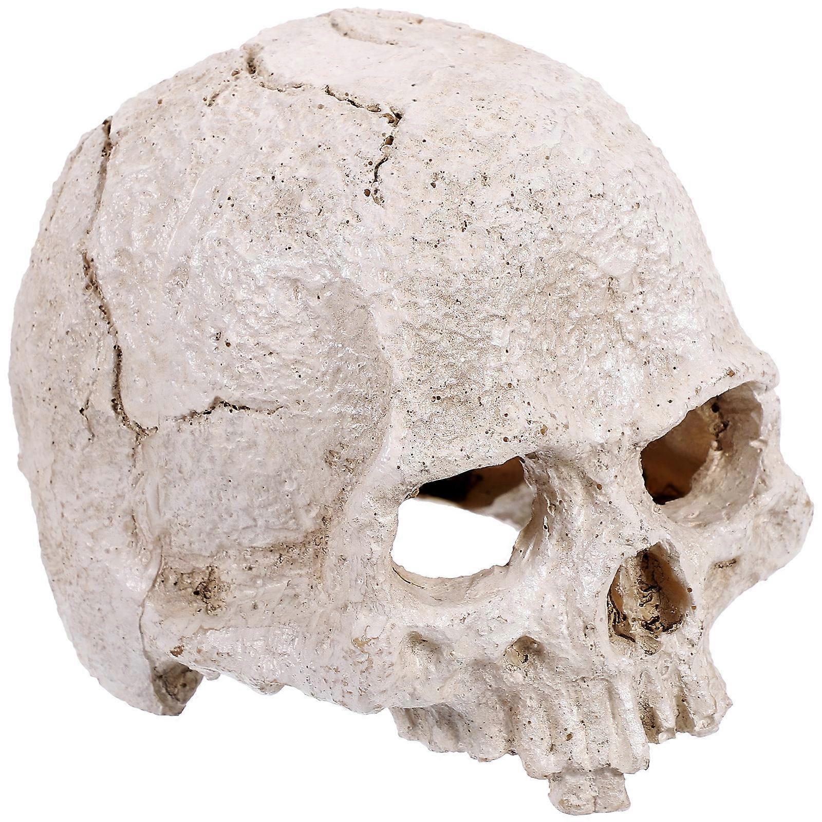 Resin Artificial Human Skull Model Simulated Human Skull Model Teaching Tool