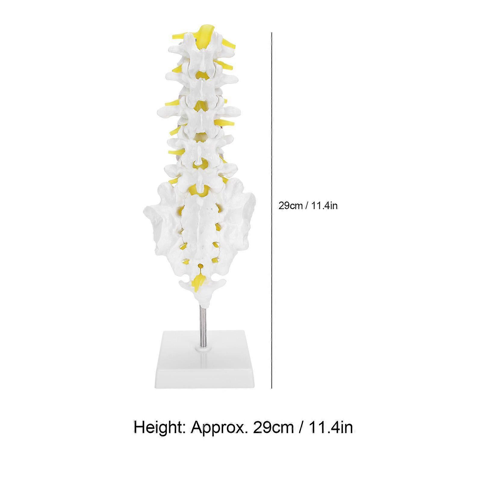 Human Lumbar Vertebral Model School Educational Teaching Model Tool Spine Model