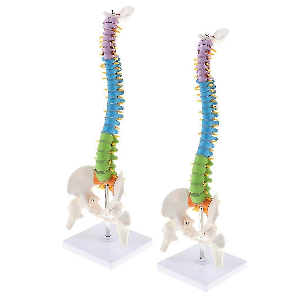 45cm Scientific Ultra Flexible Spine Model, Life Size Human Vertebral Column With Femurs Pelvis Anatomy Model On Stand 2pcs