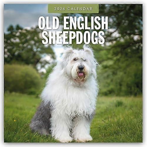 Old English Sheepdogs 2026 Square Wall Calendar by Red Robin Paperback