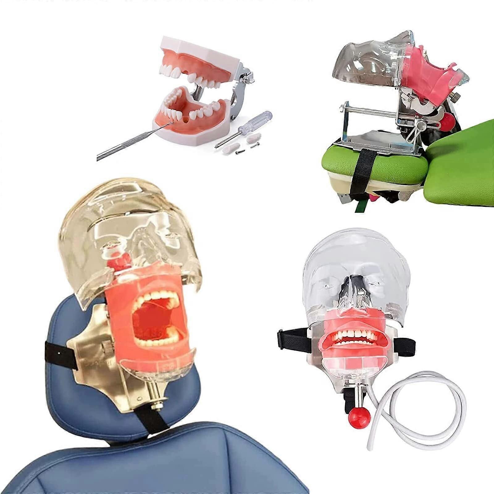 Dental Mannequin Simulation Head 1:1 Practice Model with Replaceable Teeth and 360° Adjustable Positioning