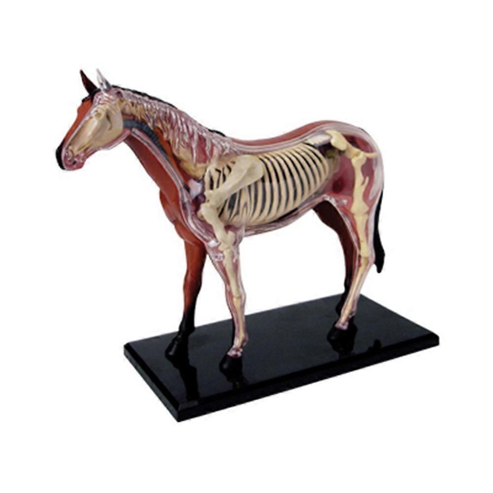 4D Horse Anatomy Model, DIY Intelligence Assembling Toy for Teaching Use