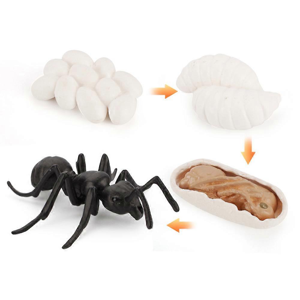 Simulation Animal Toys Solid-Turtle Chick Frogs Growth Teaching Aid Hand-Made Education Toy for Kids