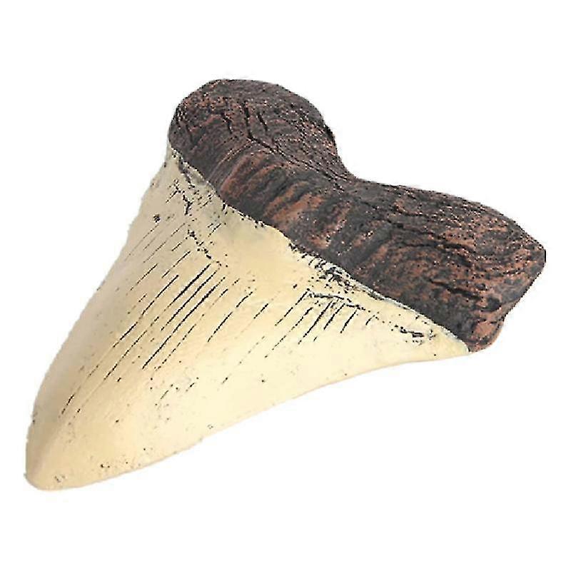 Megalodon Dente Fóssil Dente Gigante Megalodon Dente Resina Réplica