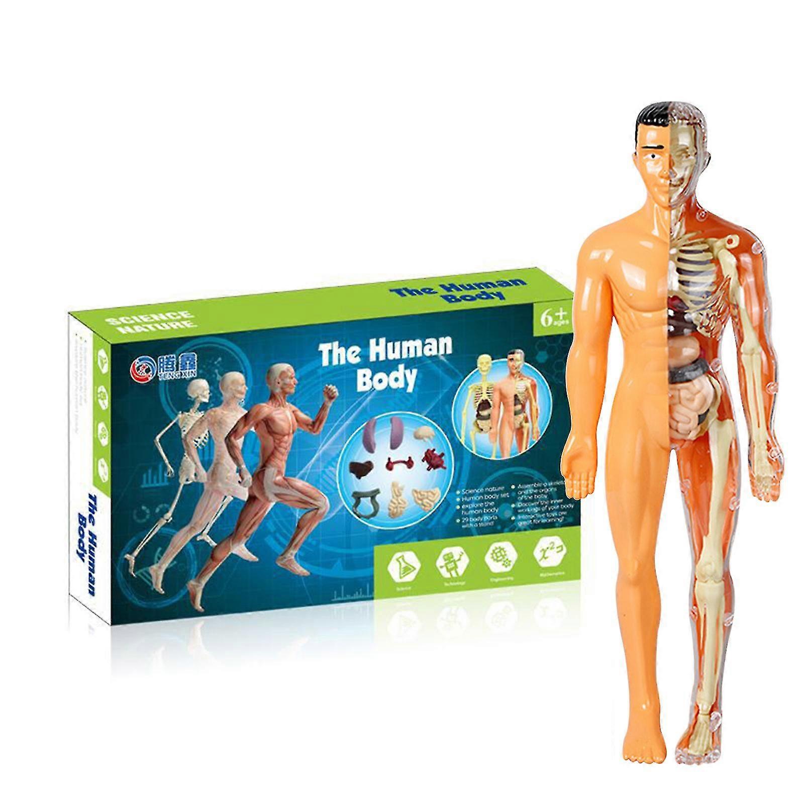 3d Human Body Torso Model For Kid Anatomy Model Skeleton - SNNGV