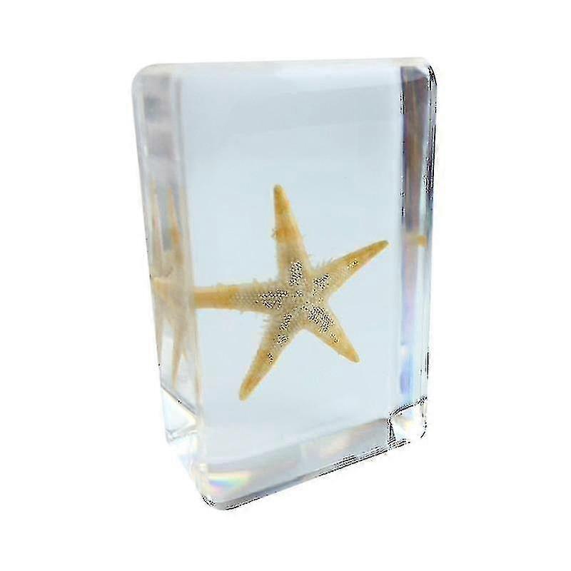 本物の昆虫標本学校教育教育援助