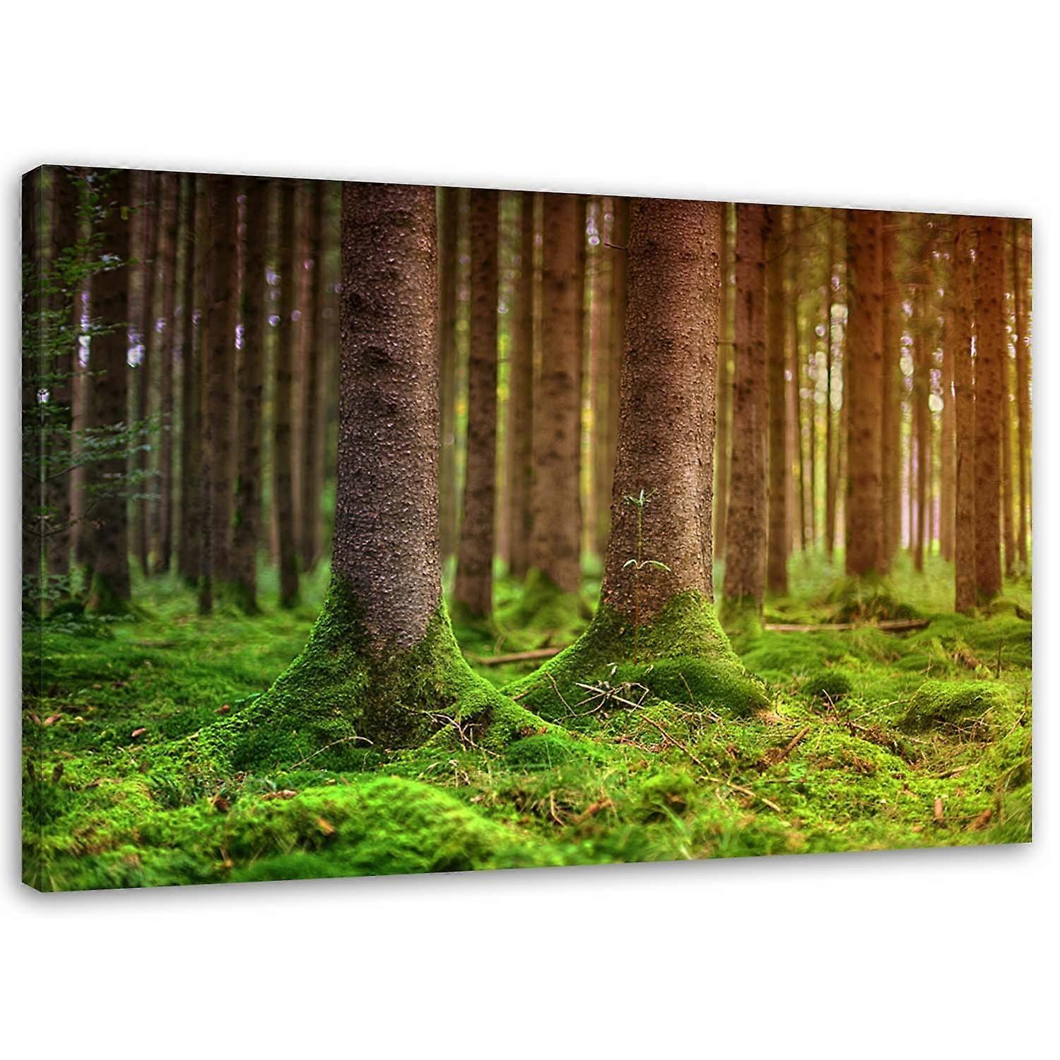 Fotobehang, Bos Bomen mos Natuur - 60x40