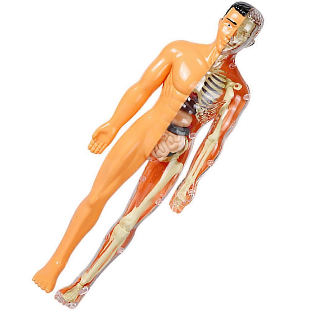 Human Body Skeleton Model Anatomy Puzzle Educational STEM Science Project Interactive Learning Tool for Home and School Use