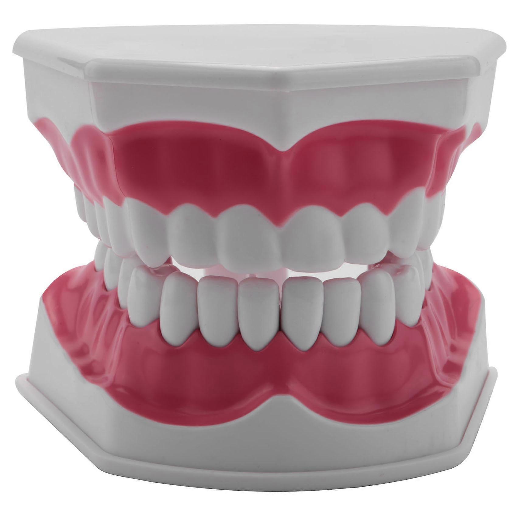 Dental Model Brushing Flossing Practice Teeth Typodonts Mode Gingiva Visible Anatomic Demonstration