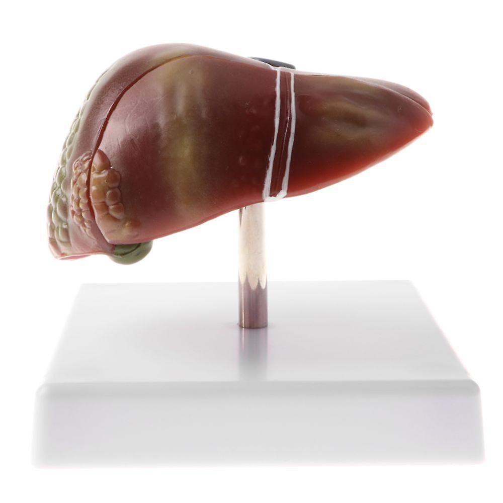 Human Liver Structure Statue