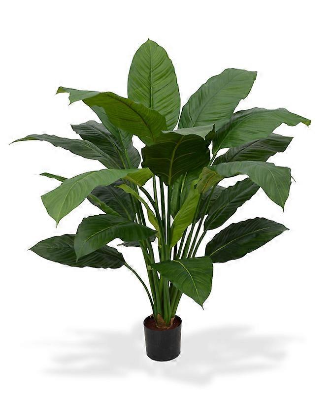 Spathiphyllum King (100 cm)