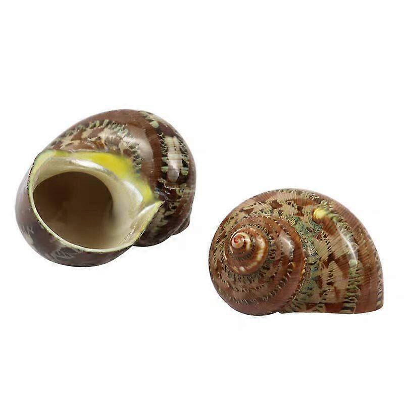 Cats Eye Conch Hermit Crab Shells For Fish Tank Decor