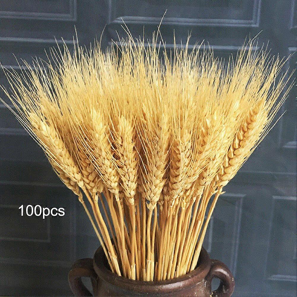 100pcs φυσικό αποξηραμένο σιτάρι / καλάμι μάτσο λουλούδι σπίτι διακόσμηση γάμου