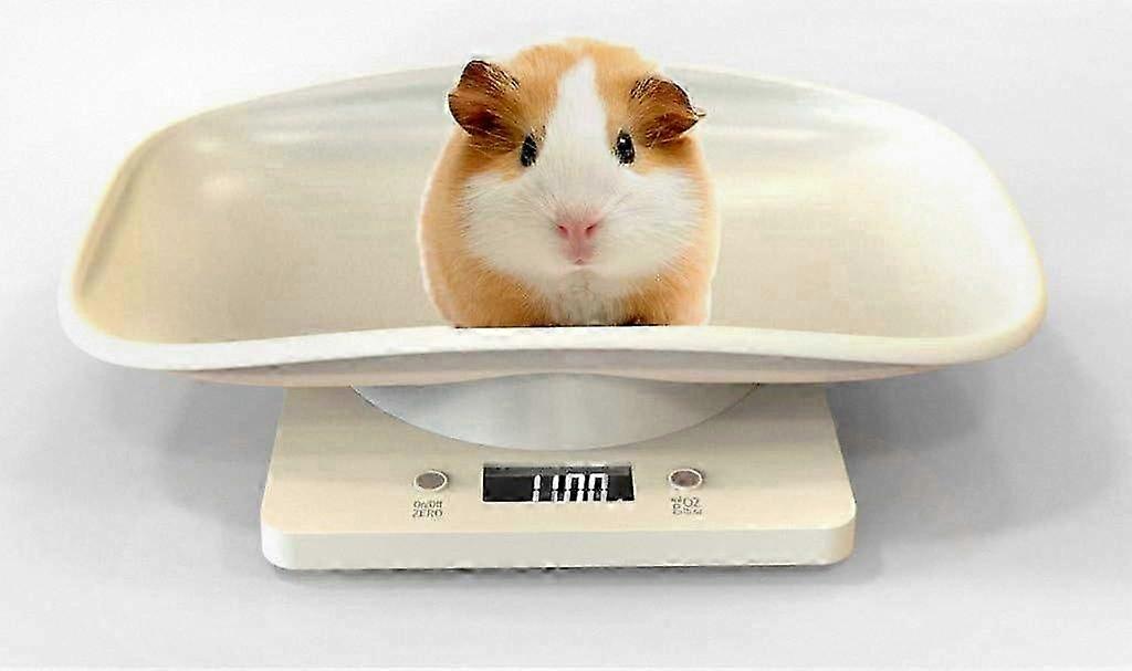 Digital LCD Display Scale with 4 Measurement Modes (Ounces/Milliliters/Pounds/Grams) for Pets and Kitchen Use