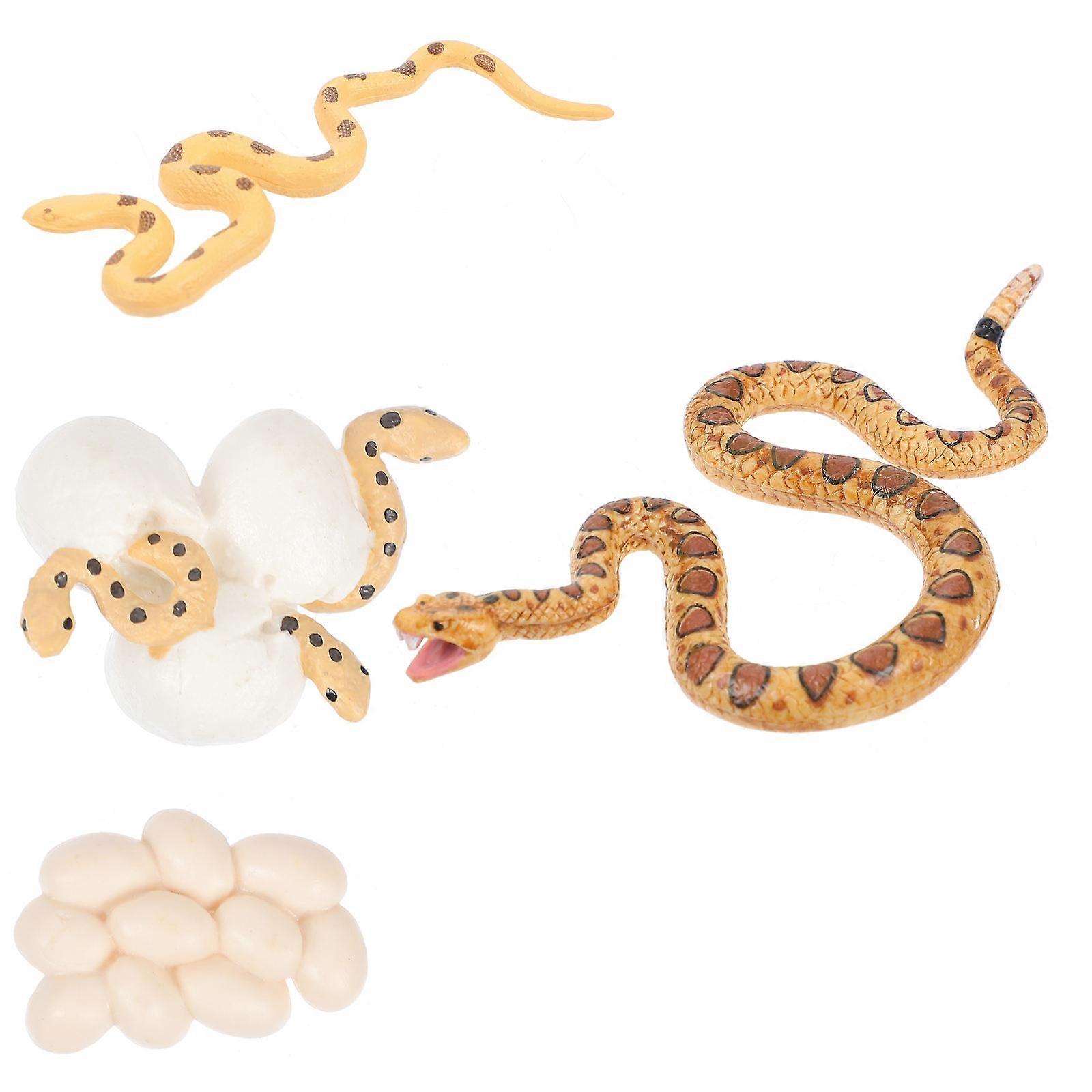 Rattlesnake Growth Cycle Model Educational Toy with 2Sets for Kids