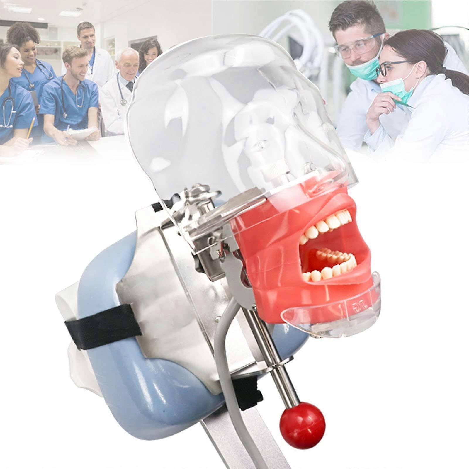 Dental Phantom Head Simulator with Removable Teeth, Adjustable Rotation and Chair Mount for Training