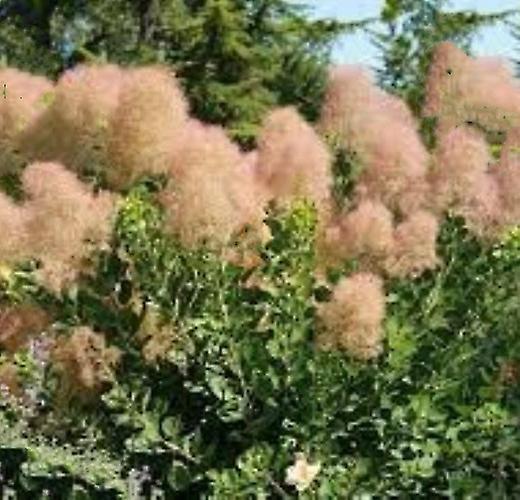 Cotinus unge dame. Røgtræet