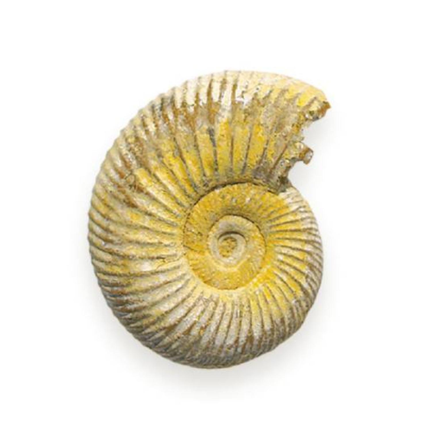 Brittiska fossiler Basketline Ammonite