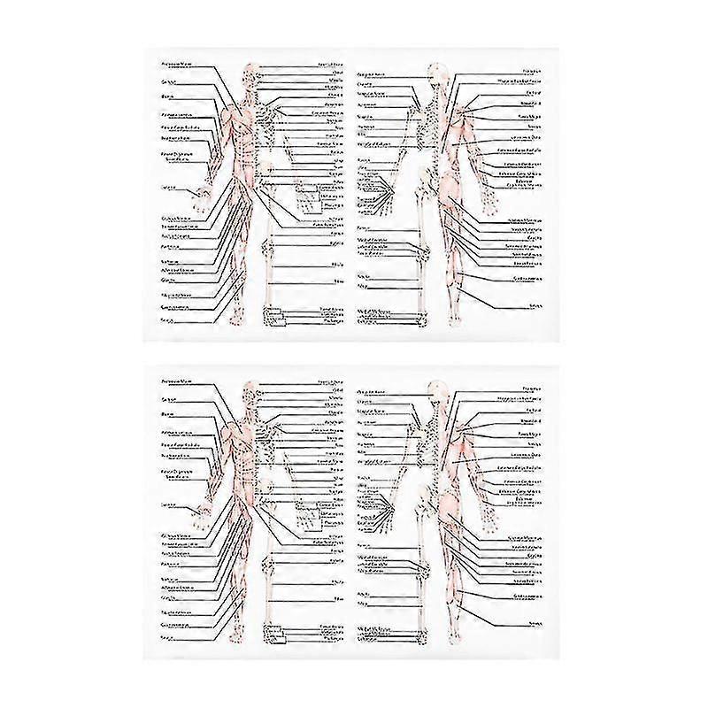 2pcs Musculoskeletal Picture
