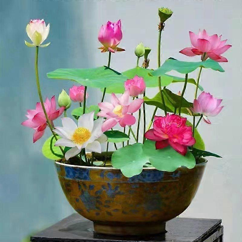 Exotic Water Lily Flower Plant Seeds 10 Pcs Mixed Color Bonsai Bowl Lotus Seeds for Ornamental Pond and Home Planting