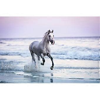 Cavalo branco selvagem correndo livre na praia do oceano. Foto de animal fofo do Velho Oeste. Quebra-cabeças de madeira rosa e azul para quarto de meninas.