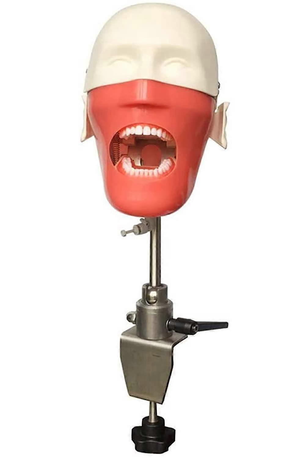 Dental Phantom Head Simulator with Teeth, LifeSize Manikin for Realistic 360° Training