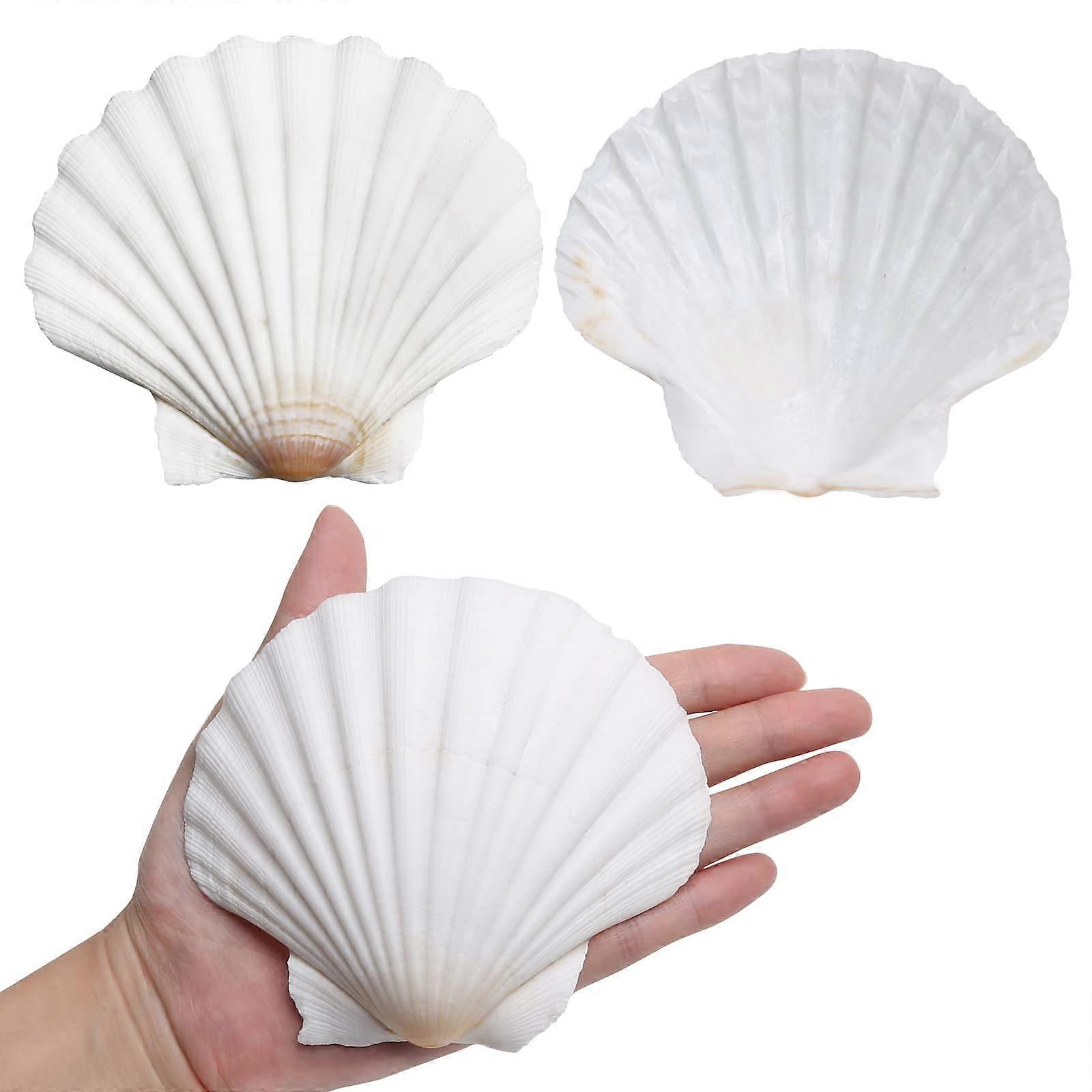 Scallop Shells for Crafts 4-5 Inches, 10 Pack Large White Natural Sea Shells for Home Decoration and DIY Projects