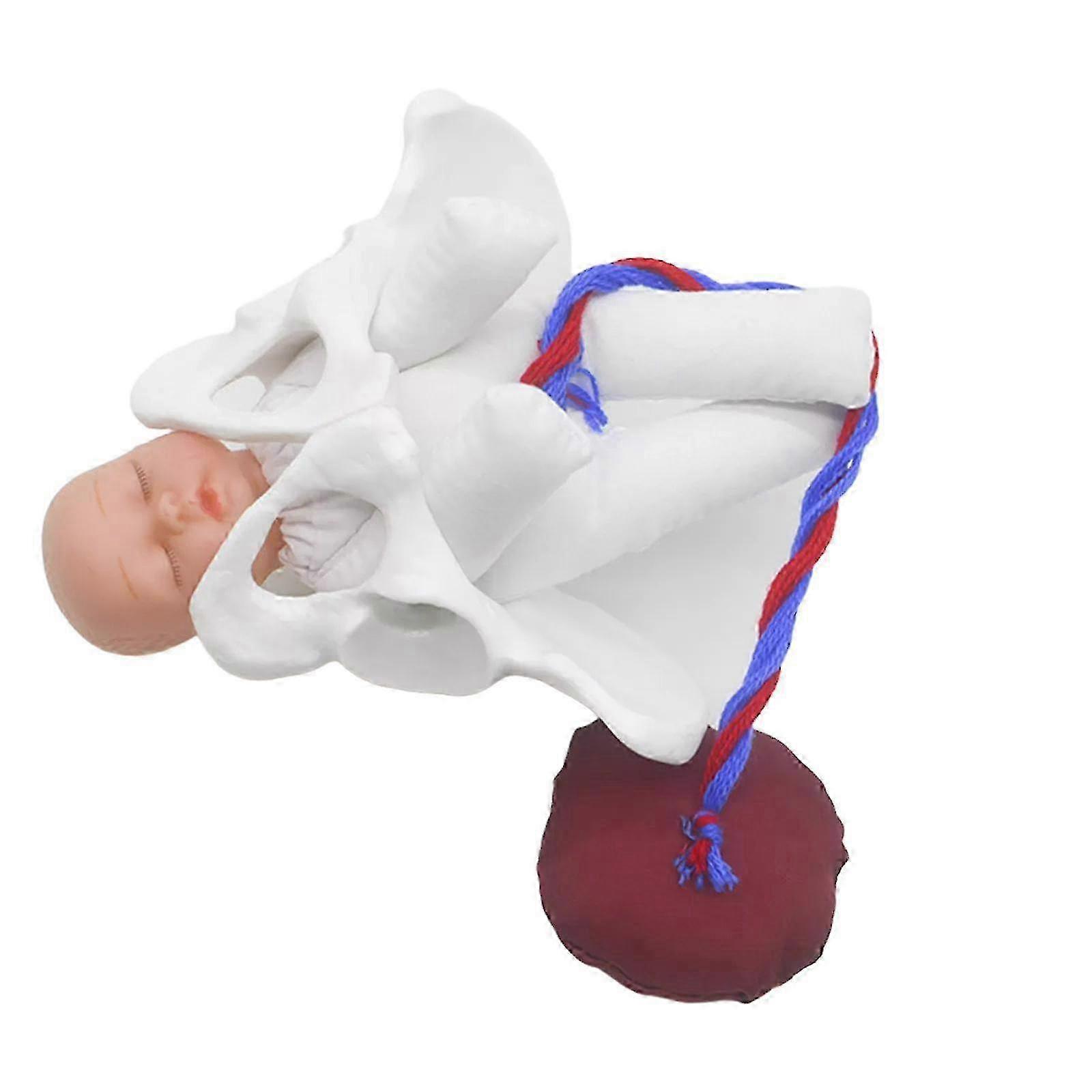 Female Pelvis Model Childbirth Educational Tool for Science Teaching Purposes