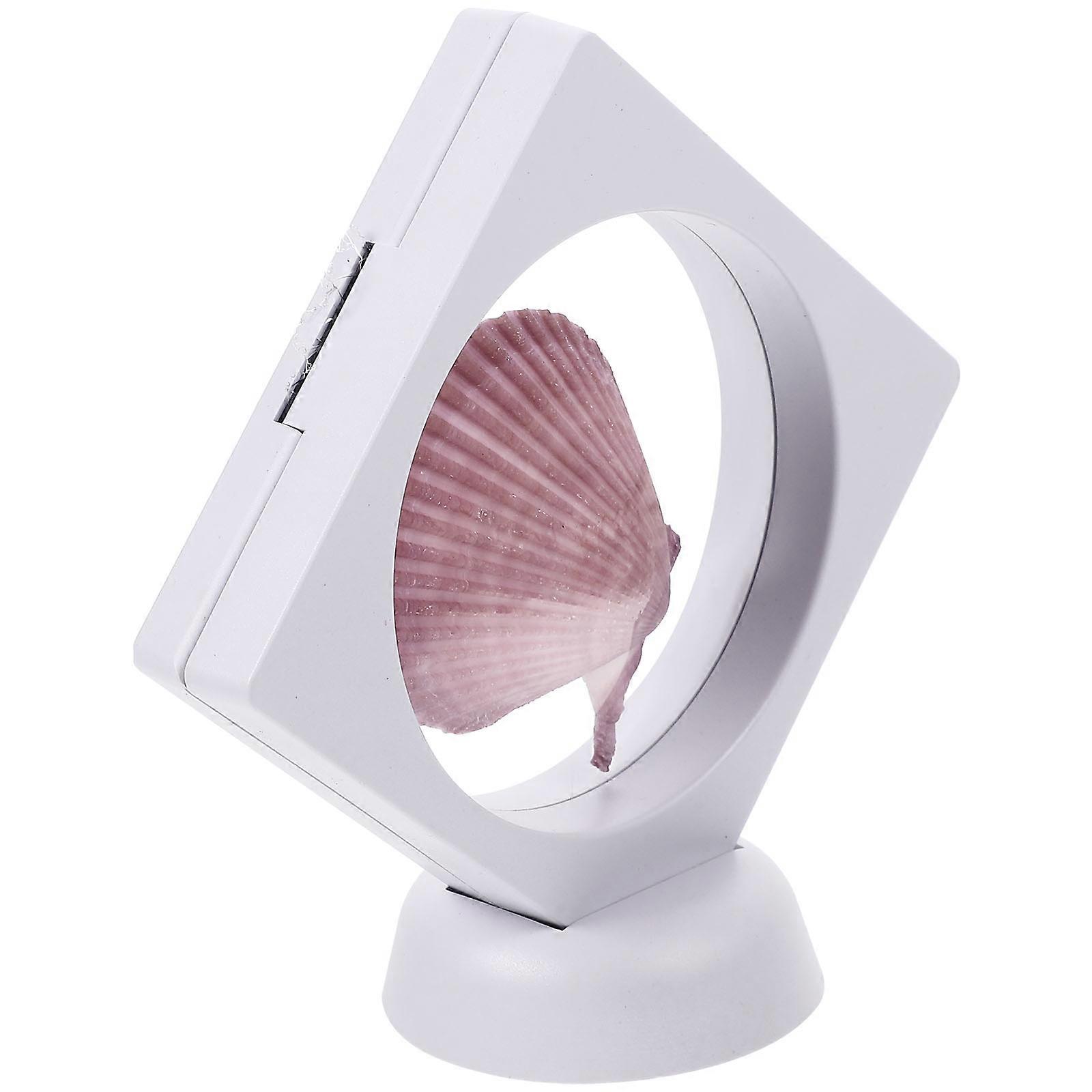 Natural Conch Ornaments Desktop Decorative Props Enhance Home Decoration Unique Irregular Shape 1Set