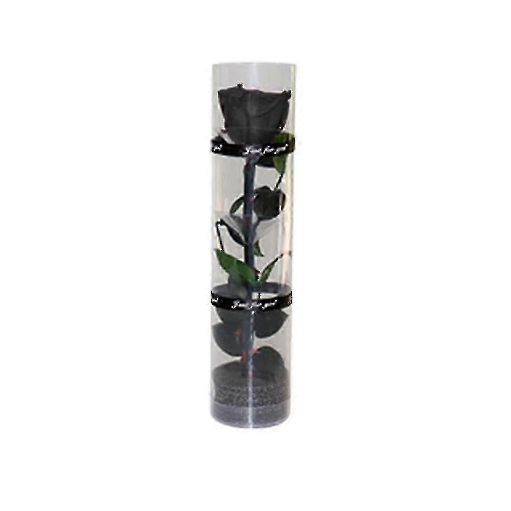 Une véritable rose préservée, rose éternelle, rose durable, rose à floraison éternelle