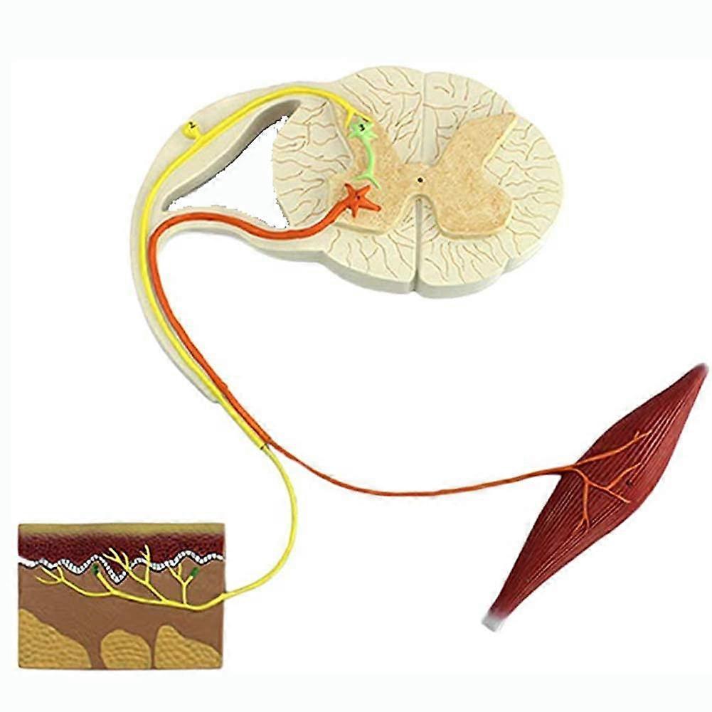 Human Reflex Arc Model with Clear Labeled Components, Nerve Conduction Anatomy Teaching Tool for Classroom