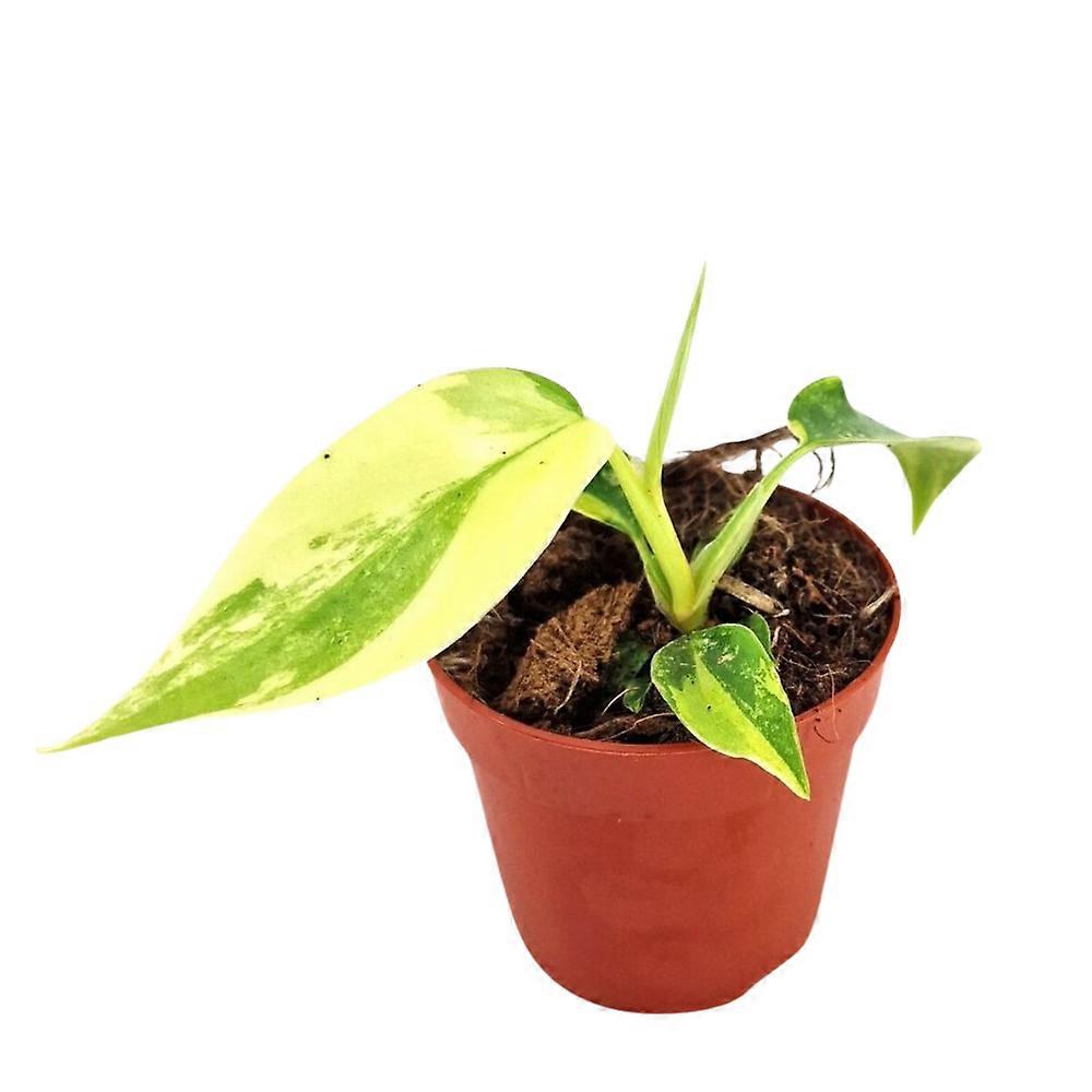 Philodendron 'Florida Beauty' Ø7cm