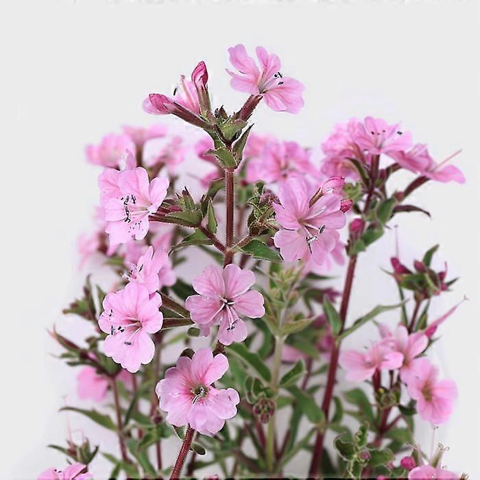 150 Montpellier Soapwort Seeds - SemiSauvage Permaculture