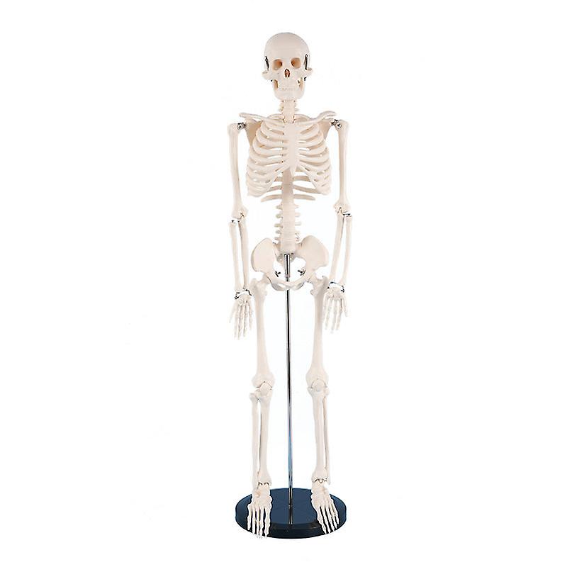 85Cm Human Skeleton Model Gym Yoga Display Teaching Mold