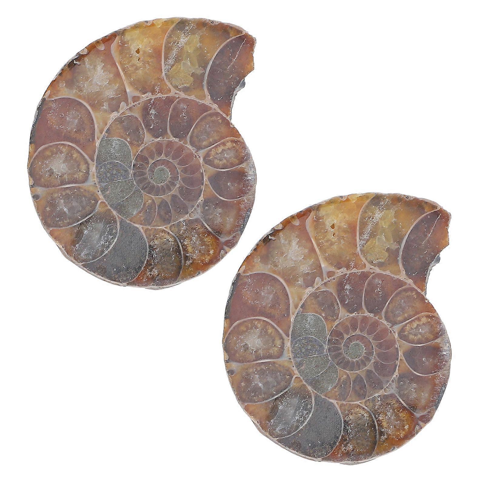 2Pcs Ammonite Model for Decoration Dark Brown Educational Natural