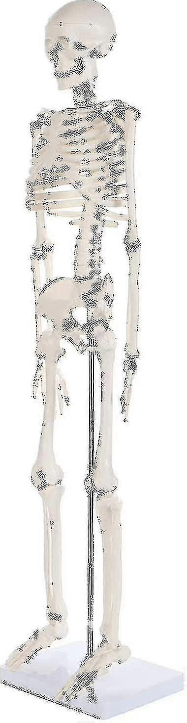 人間の骨格の骨格モデル大人の骨格の椎間板の医学標準教育全身モード