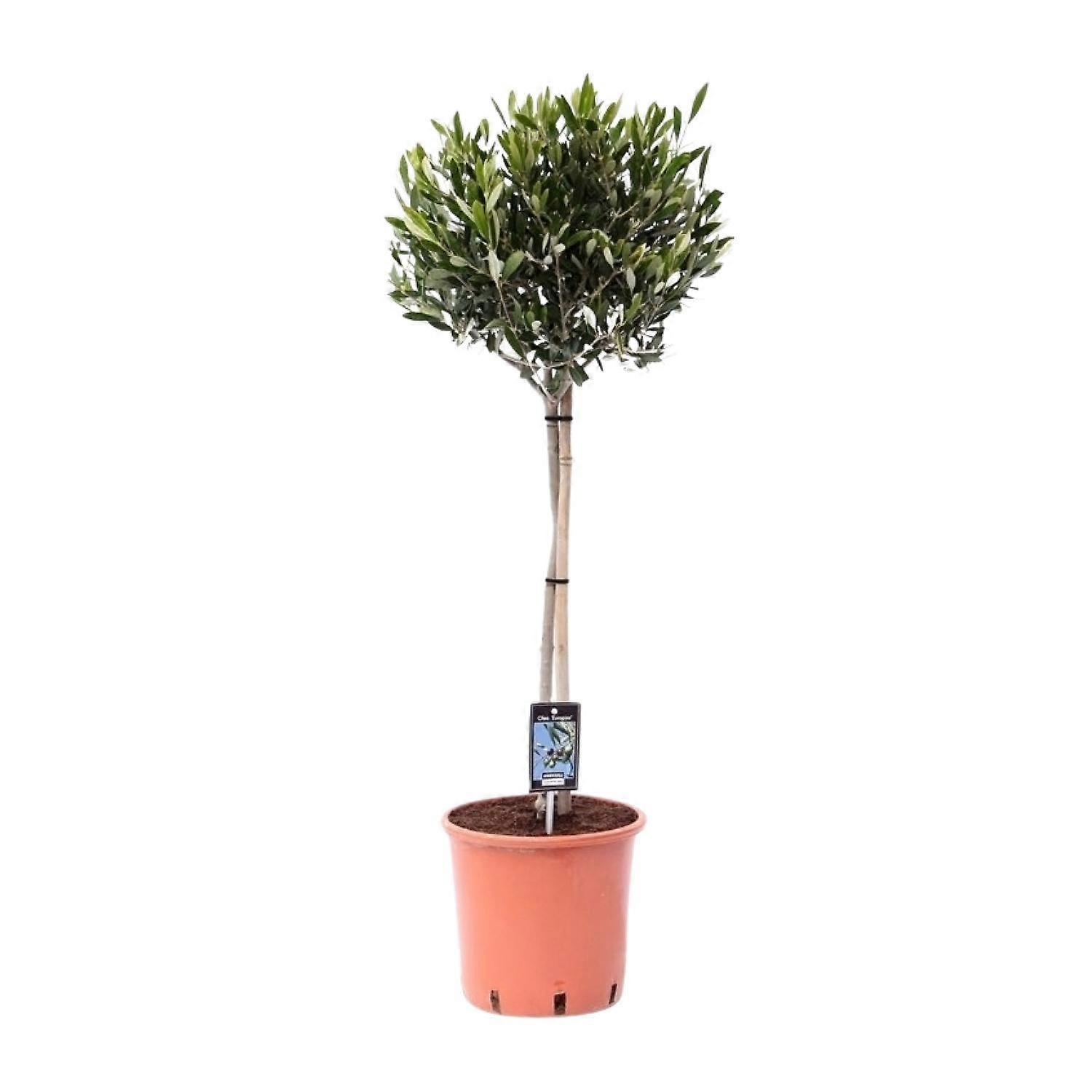 Olea Olive - 90-100cm - Ø22cm