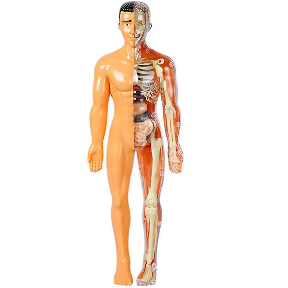 Skeleton Puzzle for Kids Use Made of Durable Plastic Easy to Assemble at Home School