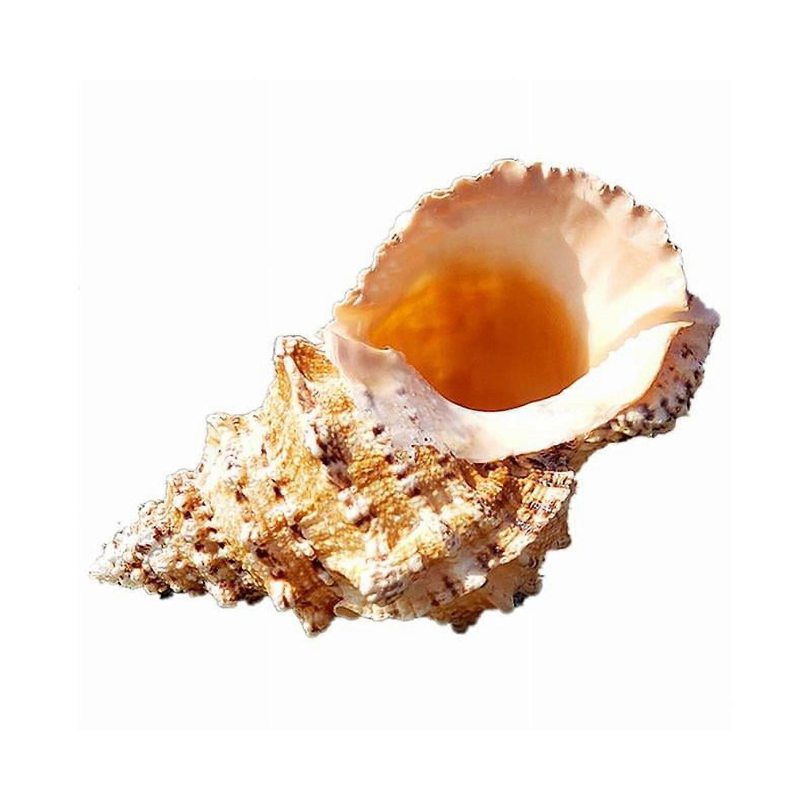 Aquarium Fishing Net Conch Large Natural Seashells Shell Nautical Specimen U6H1
