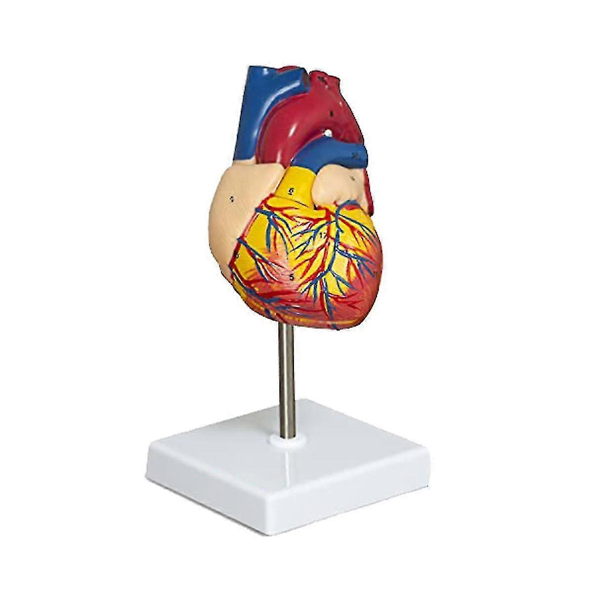 Heart Model, 2-part Deluxe Life-size Human Heart Model Anatomy With 34 Anatomical Structures, Anato