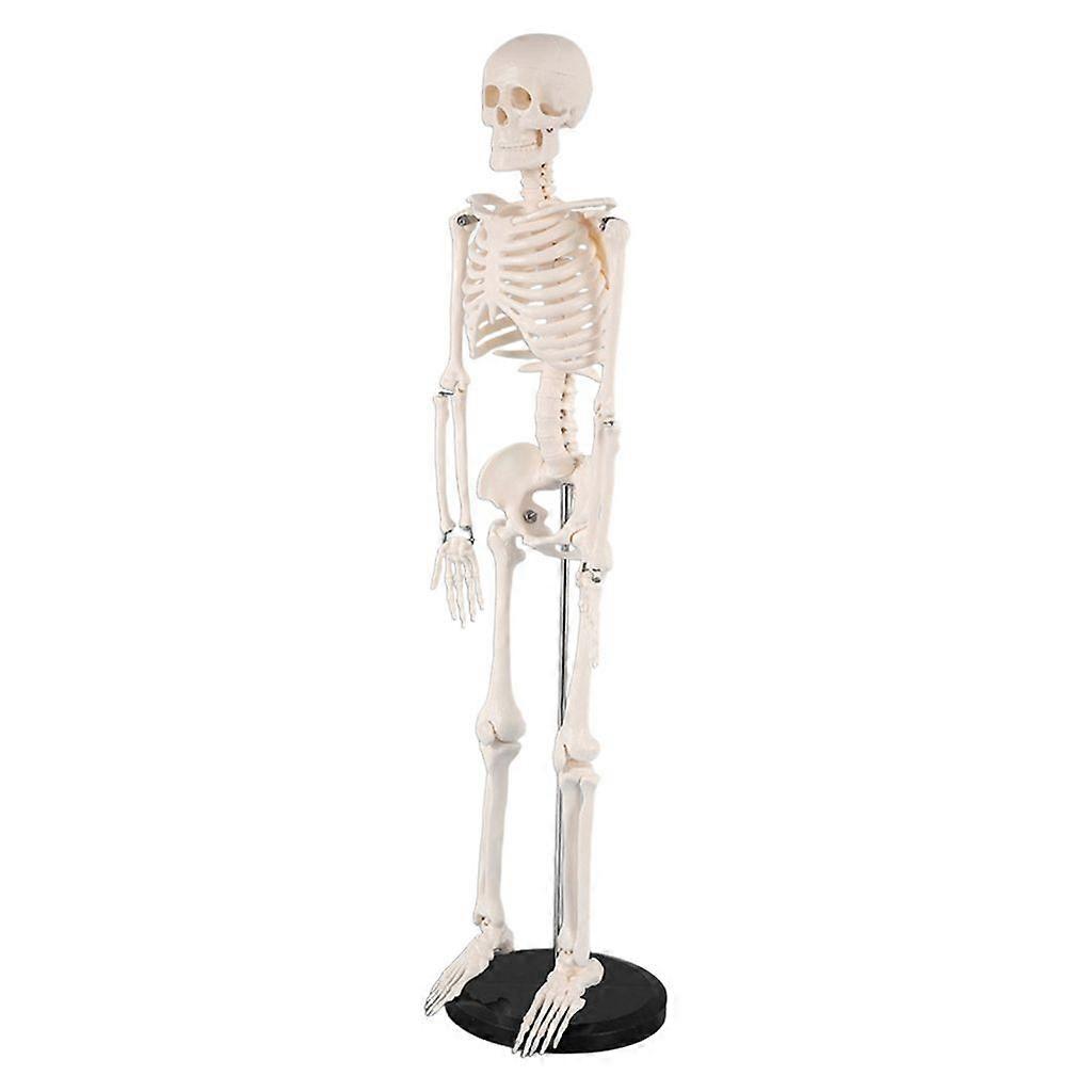 Model de schelet uman EAnatomic Picioare mobile pentru prelegeri educaționale