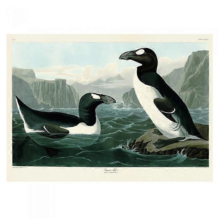 John James Audubon Great Auk Print
