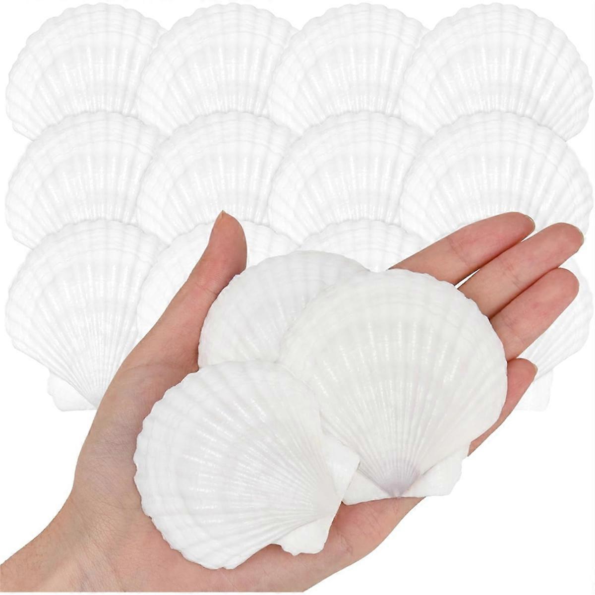 25pcs Natural Scallop Shells From Seaside 5.08-7.62cm