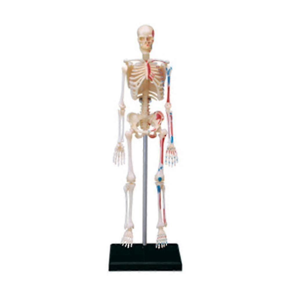 Human Skeleton Model Easy to Install 19cm High Laboratory Skeleton Model