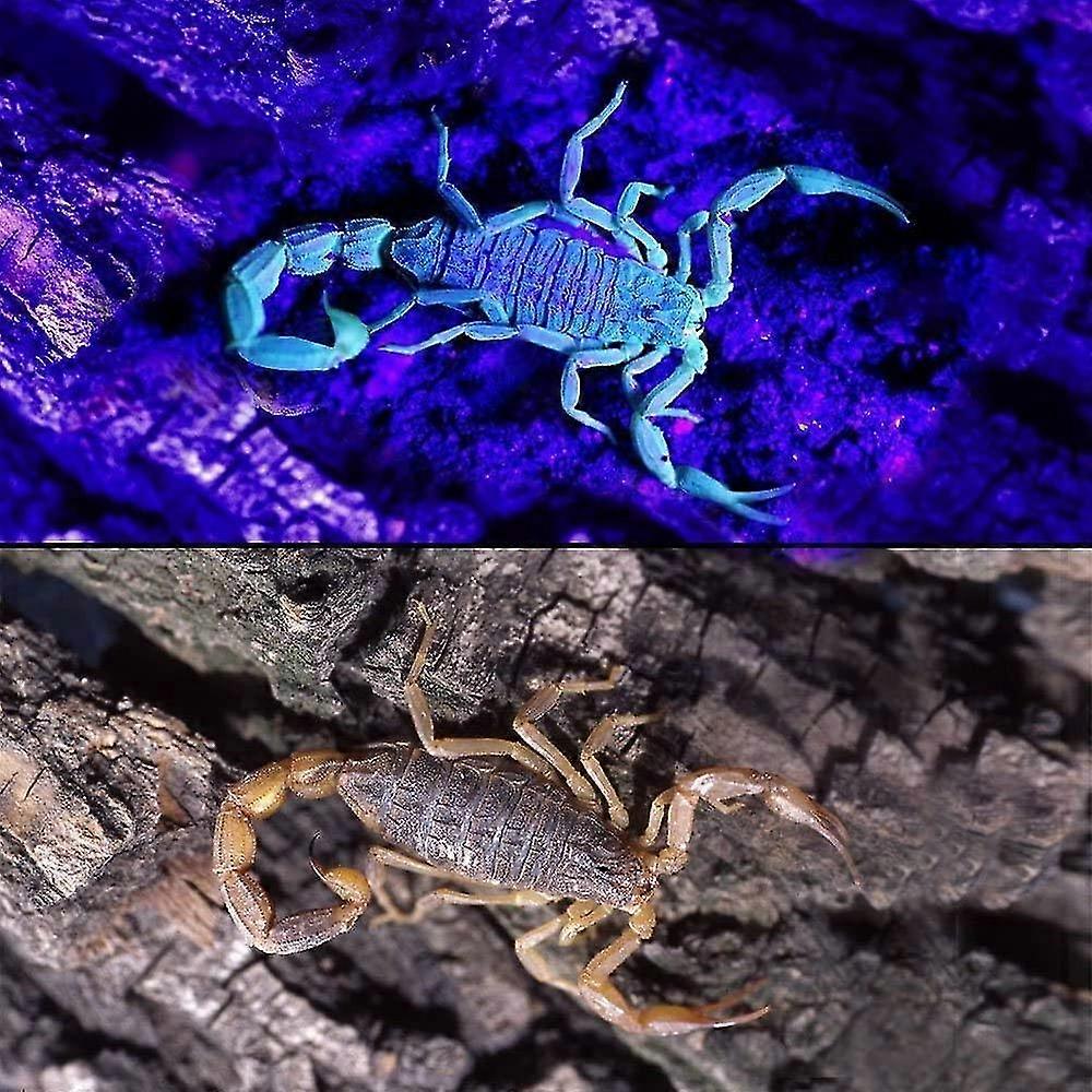 Uv Torch, Upgraded Uv Lamp 100 Led Flashlight Black Light Ultraviolet Lamp