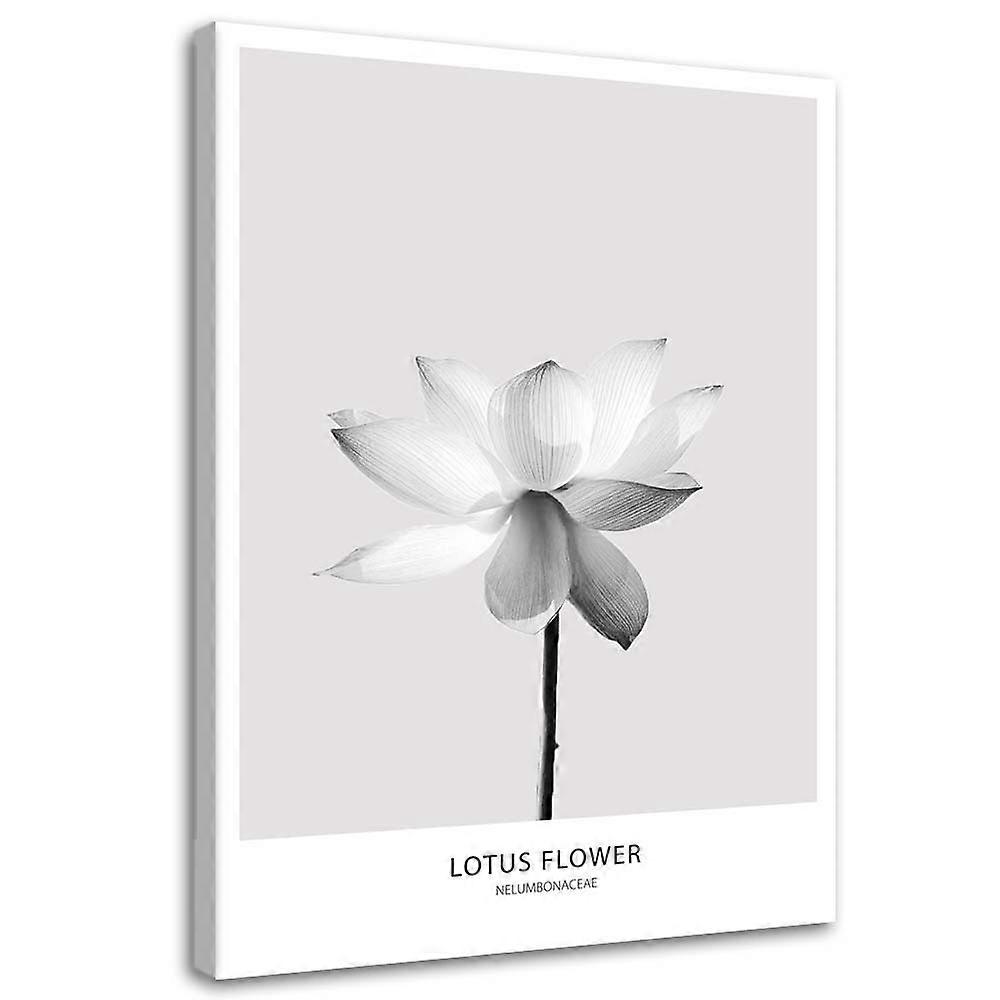 Impression sur toile, Fleur de lotus blanche - 80x120